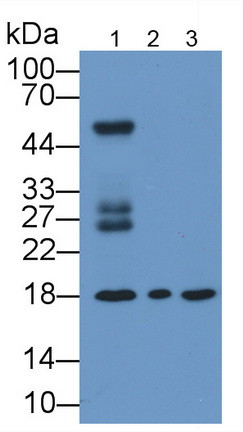 Cyclophilin A Antibody in Western Blot (WB)