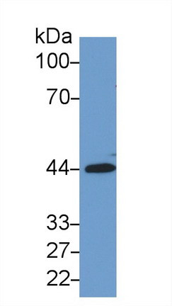 SIRT3 Antibody in Western Blot (WB)