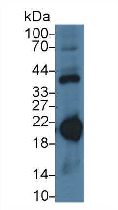 Ferritin Heavy Chain Antibody in Western Blot (WB)