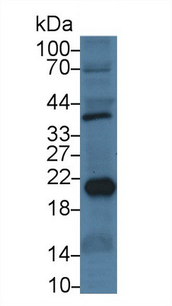 Ferritin Heavy Chain Antibody in Western Blot (WB)