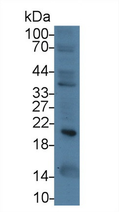 Ferritin Heavy Chain Antibody in Western Blot (WB)