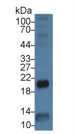 Ferritin Heavy Chain Antibody in Western Blot (WB)