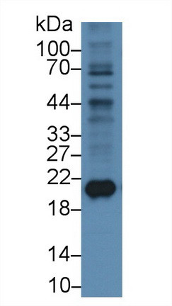 Ferritin Heavy Chain Antibody in Western Blot (WB)