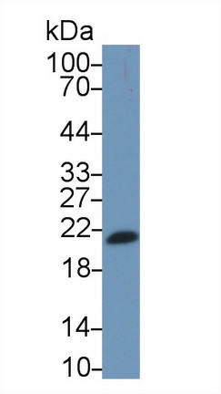 IL-17F Antibody in Western Blot (WB)