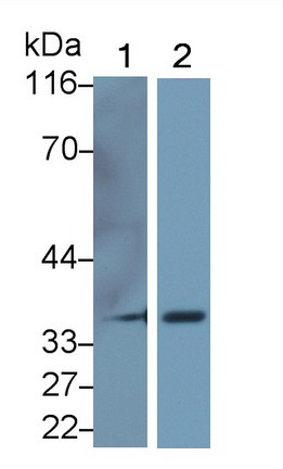 Arginase 1 Antibody in Western Blot (WB)