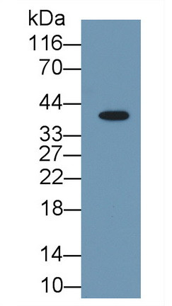 Arginase 1 Antibody in Western Blot (WB)