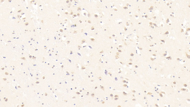 MOG Antibody in Immunohistochemistry (Paraffin) (IHC (P))