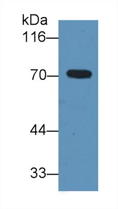 A1BG Antibody in Western Blot (WB)