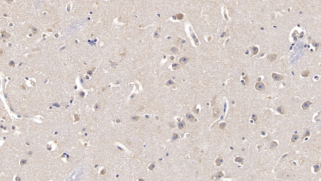 FGF13 Antibody in Immunohistochemistry (Paraffin) (IHC (P))