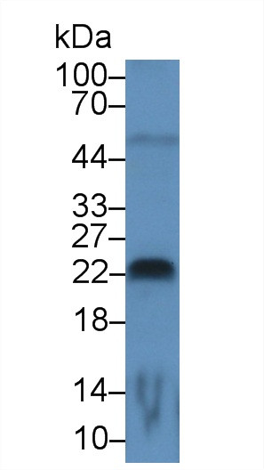 FGF13 Antibody in Western Blot (WB)