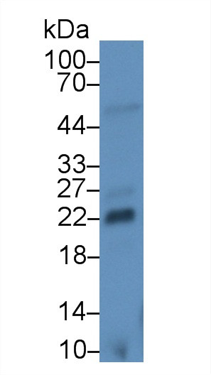 FGF13 Antibody in Western Blot (WB)