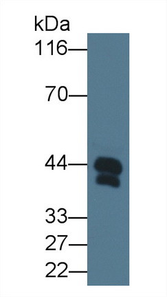 Haptoglobin Antibody in Western Blot (WB)