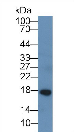 Chemerin Antibody in Western Blot (WB)