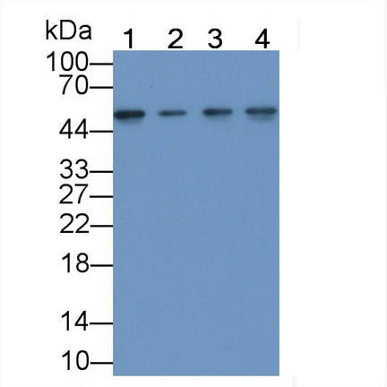 ENO1 Antibody in Western Blot (WB)