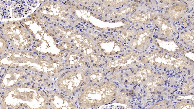 Calnexin Antibody in Immunohistochemistry (Paraffin) (IHC (P))