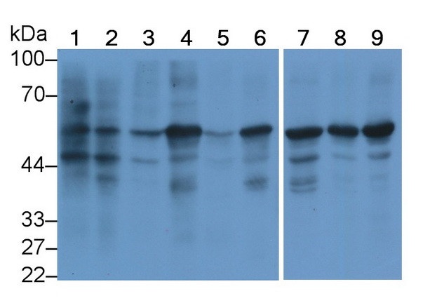 Calnexin Antibody in Western Blot (WB)