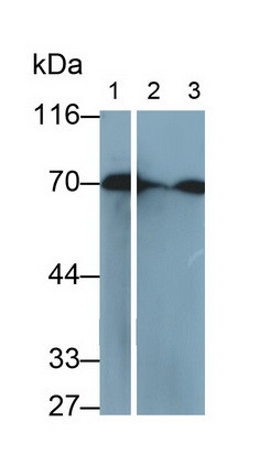 HSPA1A Antibody in Western Blot (WB)