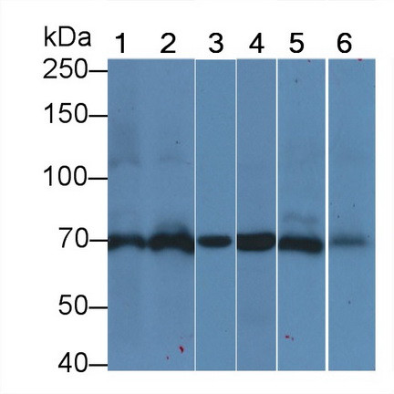 HSPA1A Antibody in Western Blot (WB)