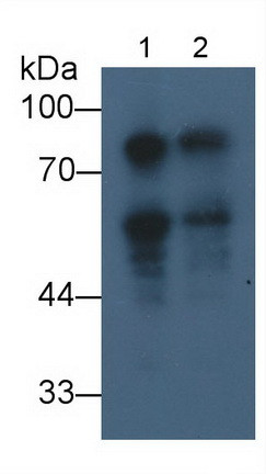 DCLK1 Antibody in Western Blot (WB)