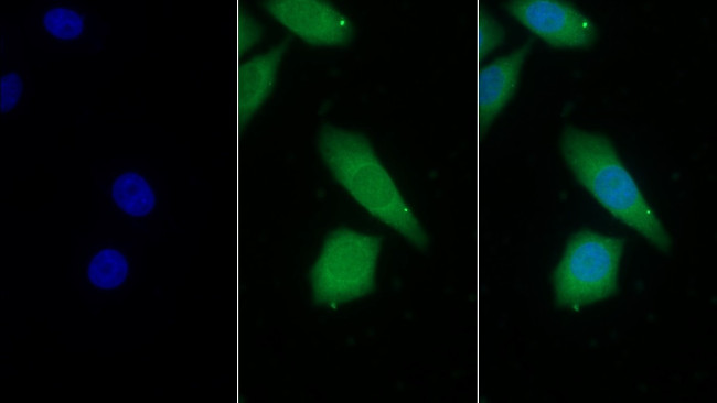 Prothrombin Fragment 1/2 Antibody in Immunocytochemistry (ICC/IF)