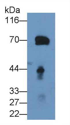 Prothrombin Fragment 1/2 Antibody in Western Blot (WB)