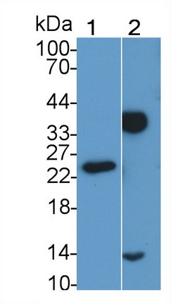 CTRP1 Antibody in Western Blot (WB)