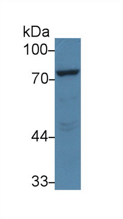 PCSK9 Antibody in Western Blot (WB)