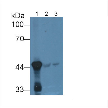 HPD Antibody in Western Blot (WB)