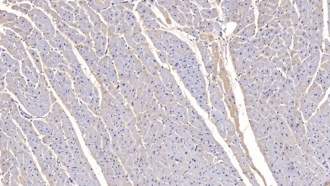 FSTL1 Antibody in Immunohistochemistry (Paraffin) (IHC (P))