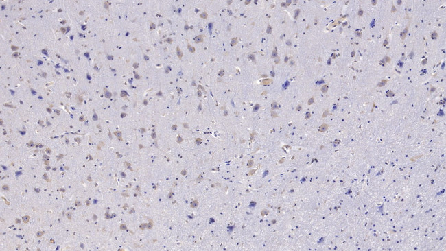 FSTL1 Antibody in Immunohistochemistry (Paraffin) (IHC (P))