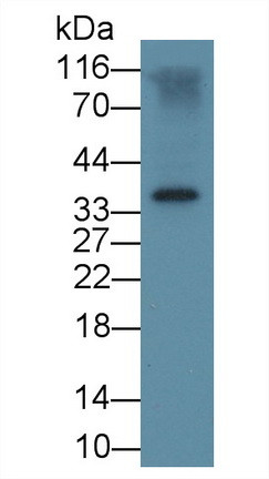 FSTL1 Antibody in Western Blot (WB)