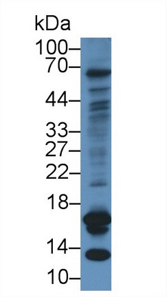 CGA Antibody in Western Blot (WB)