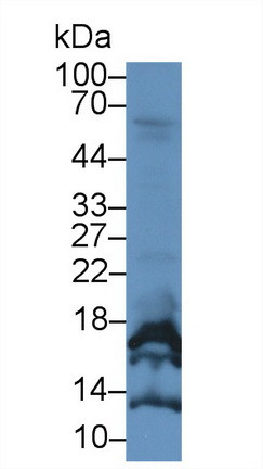 CGA Antibody in Western Blot (WB)