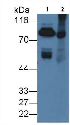 Prothrombin Antibody in Western Blot (WB)