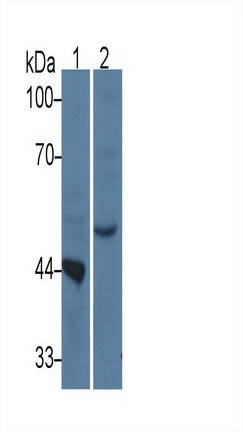 TDO2 Antibody in Western Blot (WB)