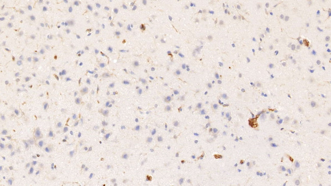 HRG Antibody in Immunohistochemistry (Paraffin) (IHC (P))