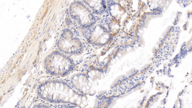 HRG Antibody in Immunohistochemistry (Paraffin) (IHC (P))