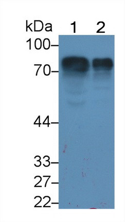 HRG Antibody in Western Blot (WB)