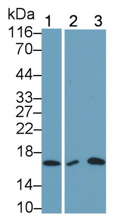 IL-5 Antibody in Western Blot (WB)