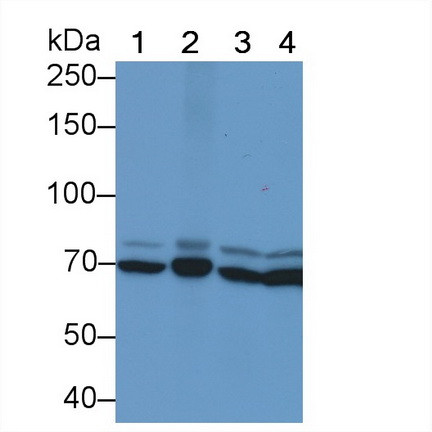 HSPA1B Antibody in Western Blot (WB)