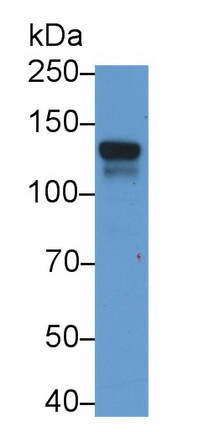 Jagged1 Antibody in Western Blot (WB)