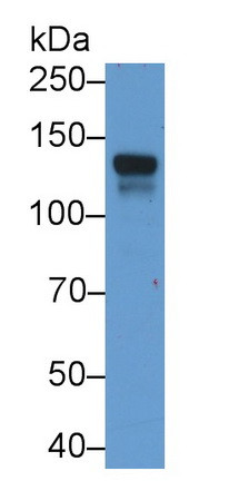 CD22 Antibody in Western Blot (WB)