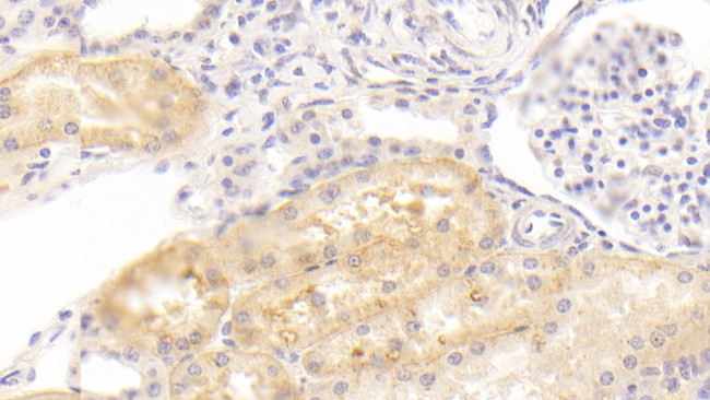 KAO Antibody in Immunohistochemistry (Paraffin) (IHC (P))