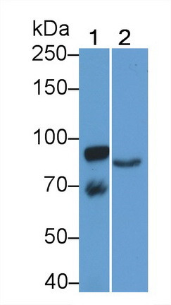 KAO Antibody in Western Blot (WB)