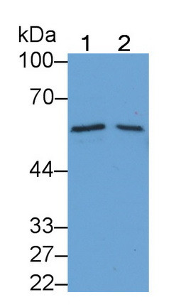 BMP6 Antibody in Western Blot (WB)