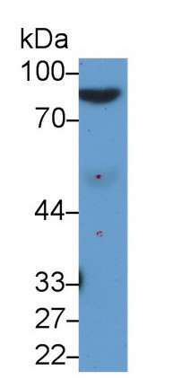 Afamin Antibody in Western Blot (WB)