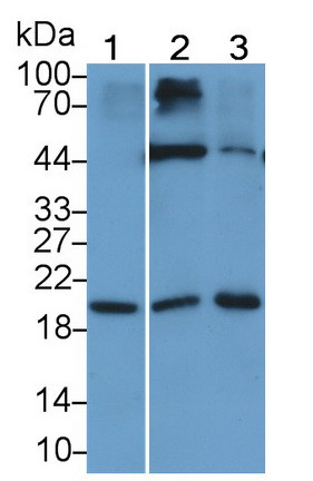 IL-15 Antibody in Western Blot (WB)