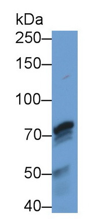 PADI4 Antibody in Western Blot (WB)