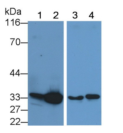 Caspase 6 Antibody in Western Blot (WB)