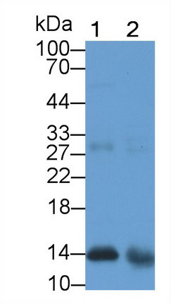 Galectin 1 Antibody in Western Blot (WB)